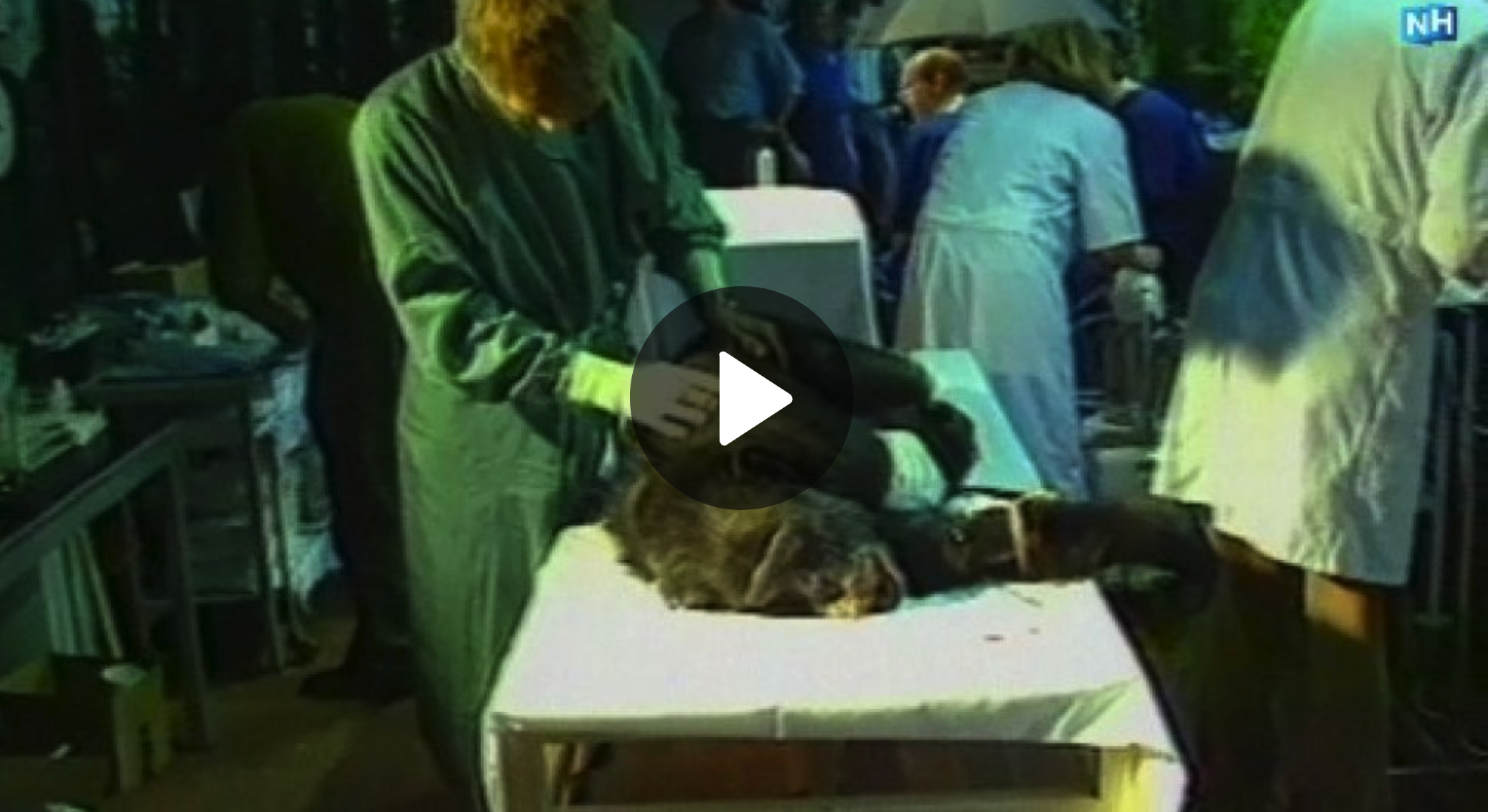 grootscheeps onderzoek naar doodsoorzaak chimpansees Artis