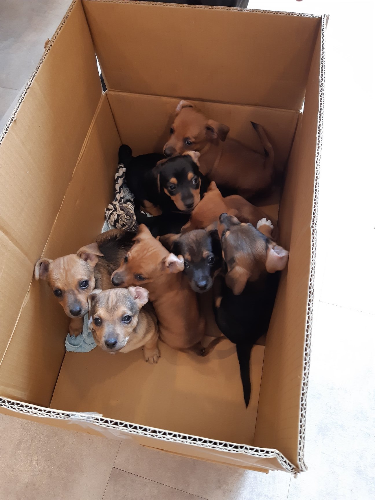 honden in doos